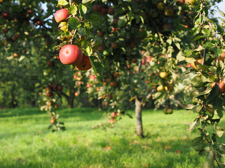 Apple, árvore de maçã, frutas, vermelho, Frisch, saudável, vitaminas