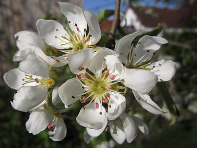 flor de pera, árbol frutal, primavera, flor, floración, Blanco, peras