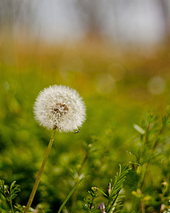 dandelion, meadow, spring, nature, flower, plant, seeds