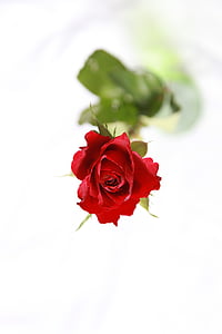 rote rose, Blume, rot, stieg