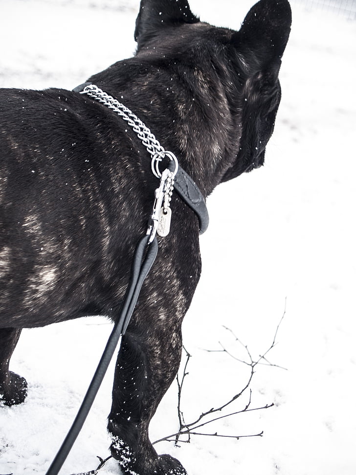 câine, buldog, bulldog francez, animal de casă, iarna