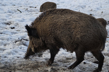 boar, wild boar, pig, forest, deer park, bache, wildlife park