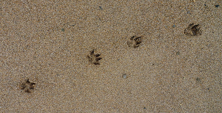 paw, prints, paw prints, sand, dog, footprint, track