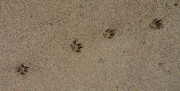 patte, imprime, empreintes de patte, sable, chien, empreinte de pas, piste