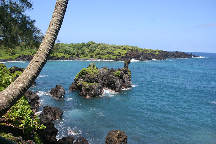 albero di Palma, Hawaii, Maui, spiaggia, oceano, orizzonte, Riva