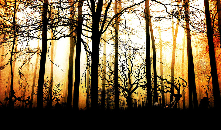 meža, tumša, migla, drūmā, mistisks, apgaismojums, koki