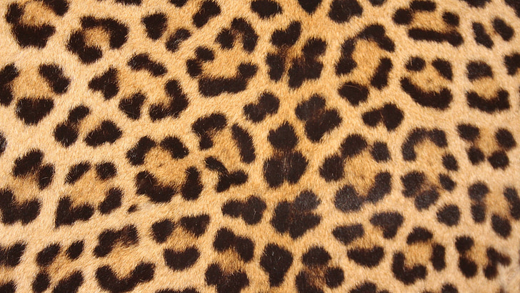 Leopard hud, Steder, design, tekstur, udskrive, Wildlife, natur