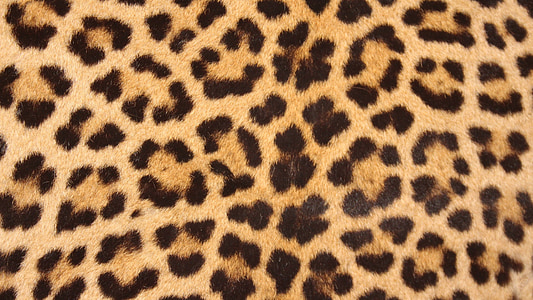 leopárd bőr, foltok, design, textúra, nyomtatása, vadon élő állatok, természet