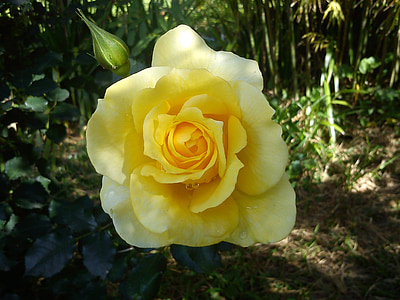 bunga, Rosa, tombol, tanaman, Taman, parfum, kuning