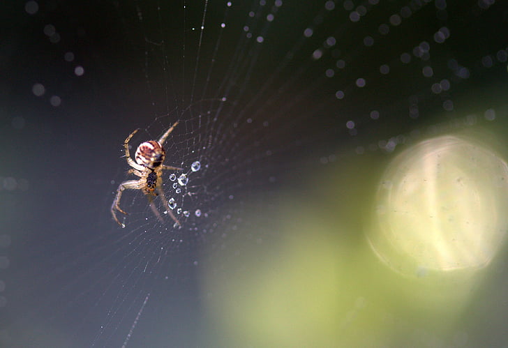 スパイダー, 場所, 露, 滴, 自然, 雲形類動物, 1 つの動物