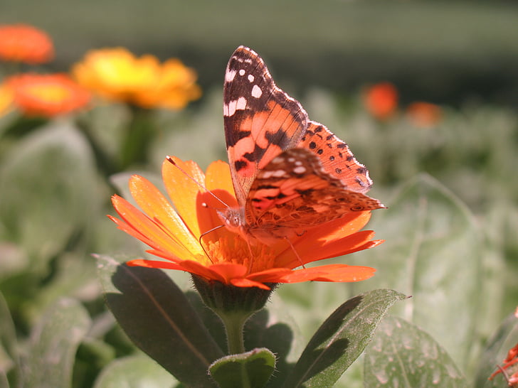 borboleta, flor, natureza, ensolarado