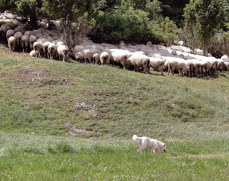 grasende Schafe, Schafe, Polen, Malopolska, auf der Suche nach Schatten, Schatten, Sommer