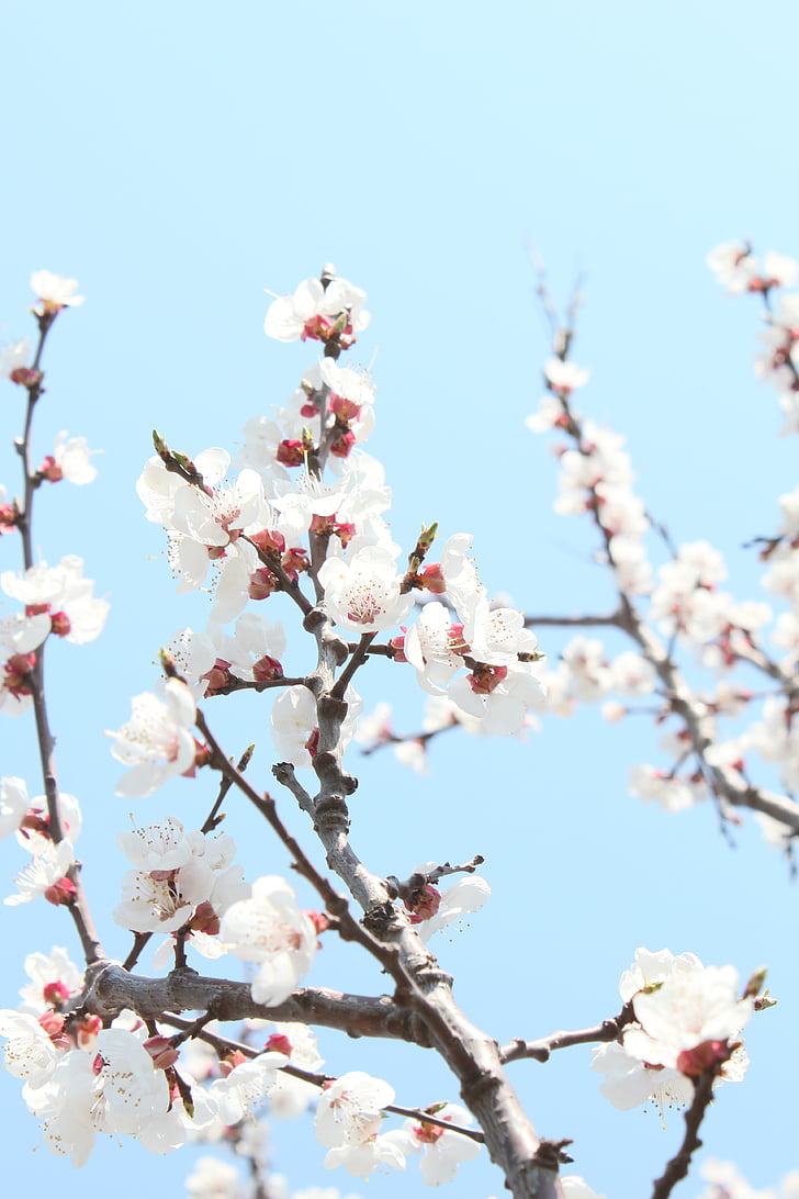 Cherry blossom, året april, Port arthur