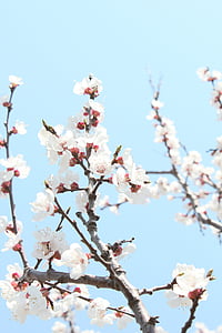 kirsikankukka, vuoden huhtikuussa, Port arthur