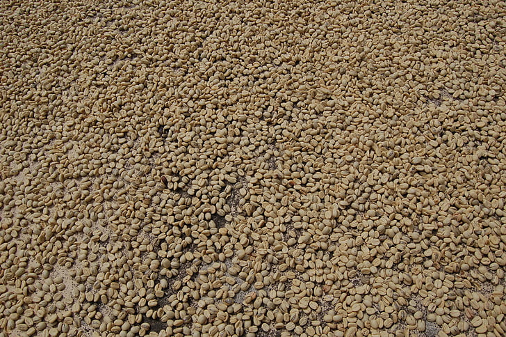 coffee, drying coffee, green coffee, backgrounds, food, seed, close-up