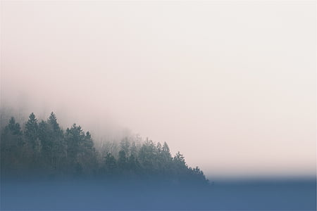 Foto, niebla, verde, árboles, cielo, naturaleza, tranquila escena
