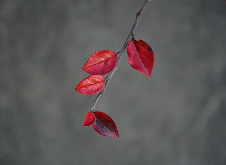 leaves, red, autumn, nature, branch