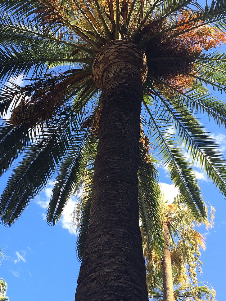 Palm, Barcelona, Spanien, Baum, sonnig, Sommer, Urlaub