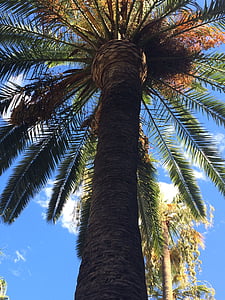 palmy, Barcelona, Hiszpania, drzewo, Słoneczny, Latem, wakacje