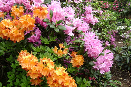 large-flowered azaleas, flowers, spring