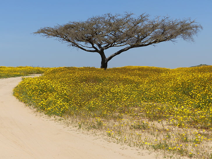 árvore, deserto, Negev, paisagem, natureza, amarelo, árvore nua