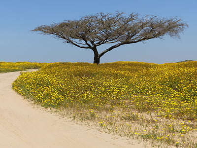 árvore, deserto, Negev, paisagem, natureza, amarelo, árvore nua