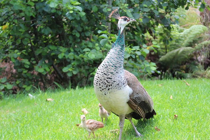 peacock, chicks, bird, peafowl, beak, wildlife, feather
