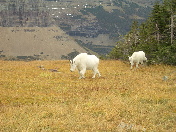 goats, mountain goat, nature, animal, wildlife, alpine, wild animals