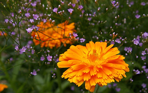 Marigold, Pantai ungu, bunga musim panas, ungu, warna, ungu, tanaman