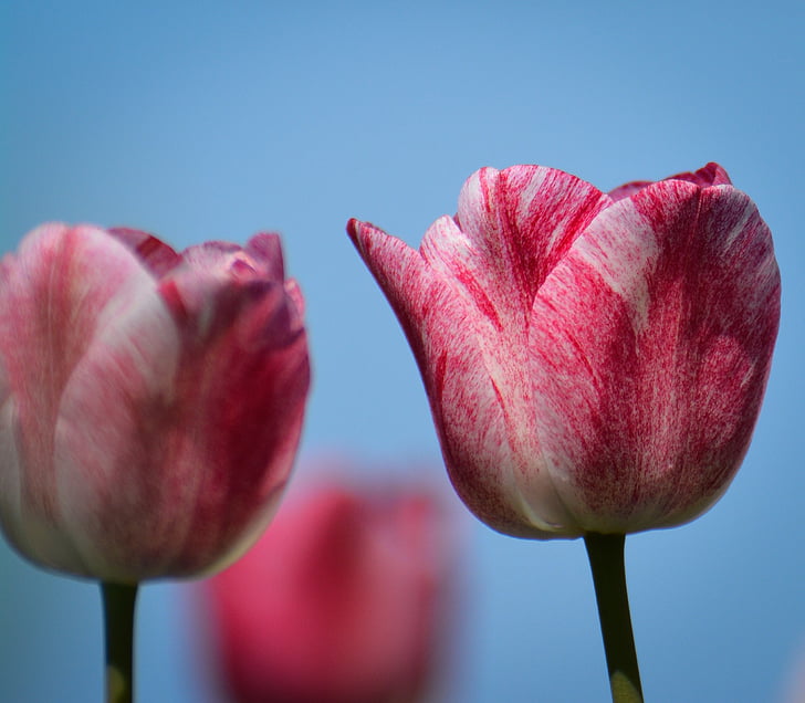tulipes, flor, Holanda, natura, Tulipa, planta, color rosa