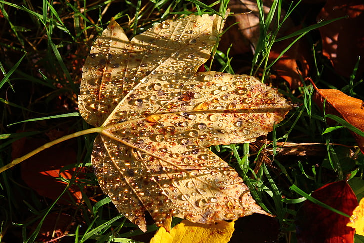 Herbst, Blatt, Wald, Tau, Ahornblatt, Tropf