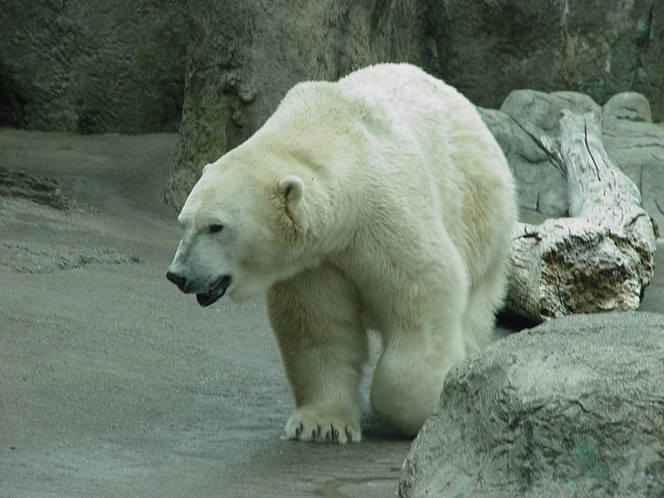 Eisbär, Zoo, Polar, Bär, Tier, weiß, Säugetier