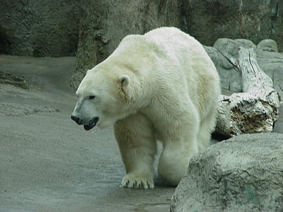 полярна мечка, Зоологическа градина, полярна, мечка, животните, бяло, бозайник