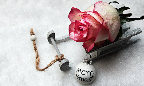 διαφάνεια, έλκηθρο, τριαντάφυλλο, χιόνι, καλά Χριστούγεννα, γραμματοσειρά, Χριστούγεννα