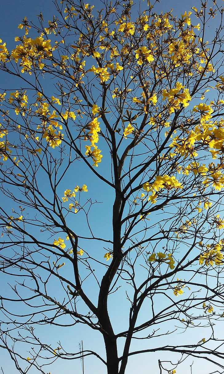 Pavasaris, ziedu IPE, koks, Ramos, dzeltens lapām, rudens, daba