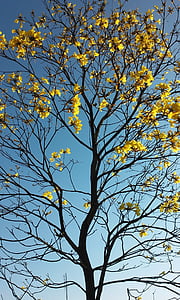 primavera, flor ipê, árbol, Ramos, hojas amarillas, otoñal, naturaleza