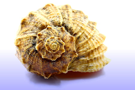 Seashell, zee, de kokkels, Animal shell, natuur, strand, Close-up
