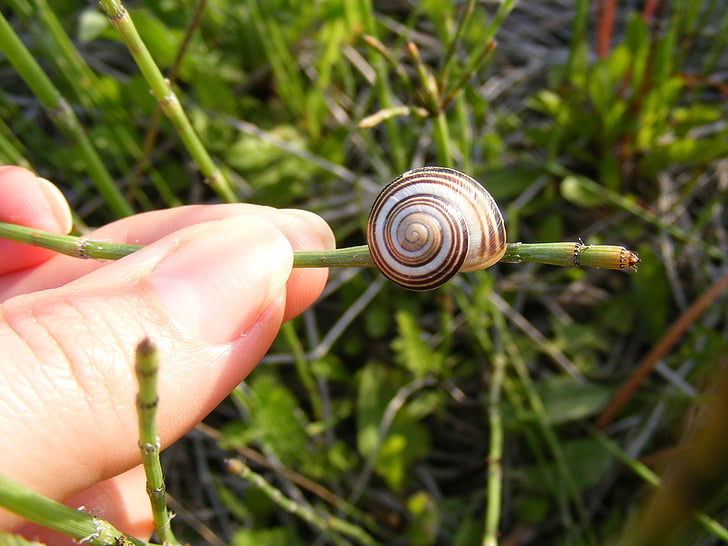 escalada, close-up, espiral, entre els Gastropoda, herba, verd, molluscan