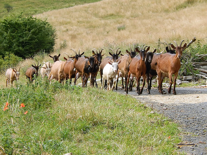 cabras, campo, natureza, Auvergne
