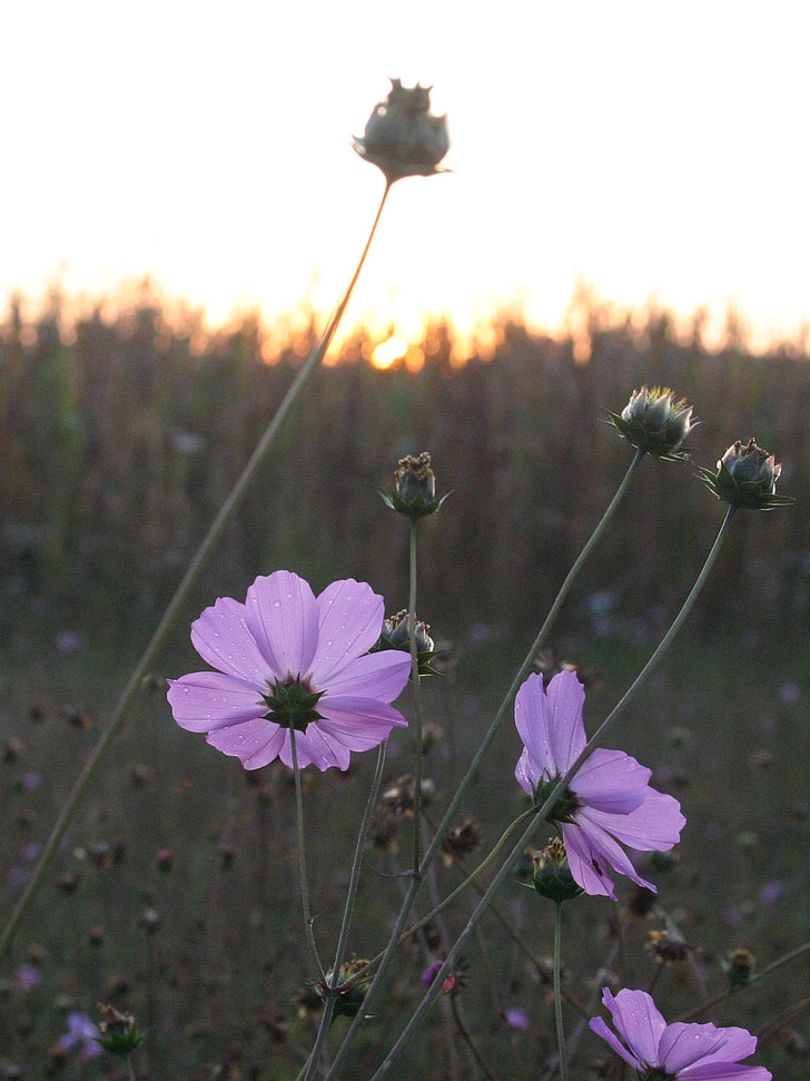 květ, Dawn, probuzení, fialová, pole