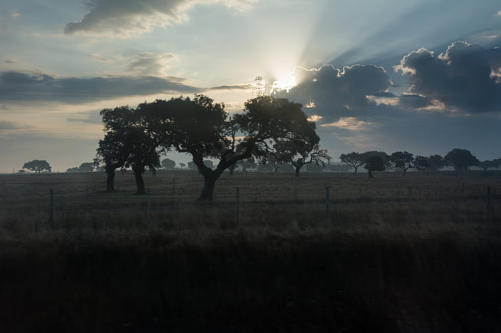 Morgen, Sonne, Baum, Portugal, im freien, Landschaft, Dawn