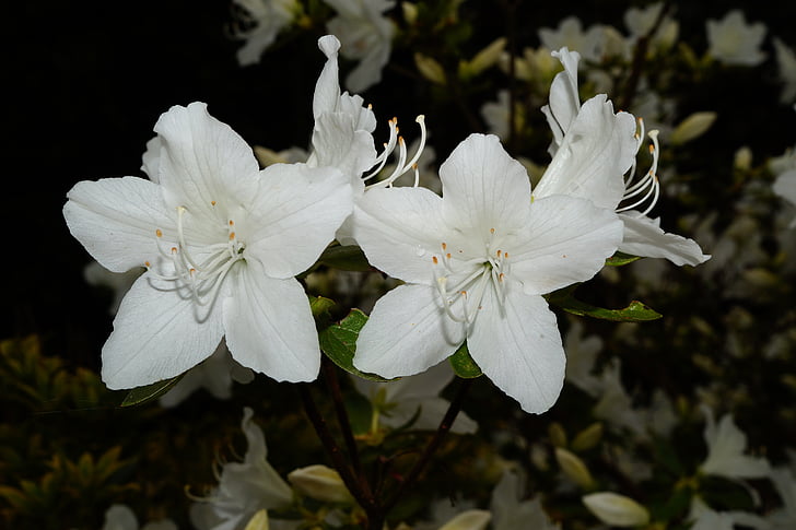 Rhododendrons, Tổng thống Bush, Hoa, trắng, đấu thầu, frühlingsanfang, vĩ mô