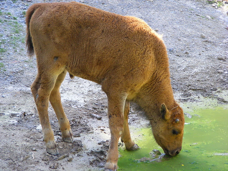 bò rừng bizon, động vật, Thiên nhiên, Buffalo, hoang dã, gia súc, trẻ con vật