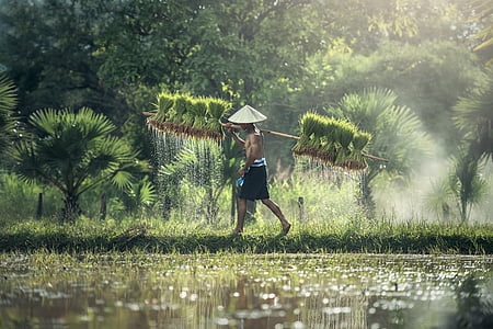 Селско стопанство, Азия, Камбоджа, зърно, децата, страната, култивира