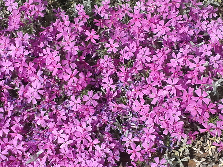 violet, flowers, spring, garden