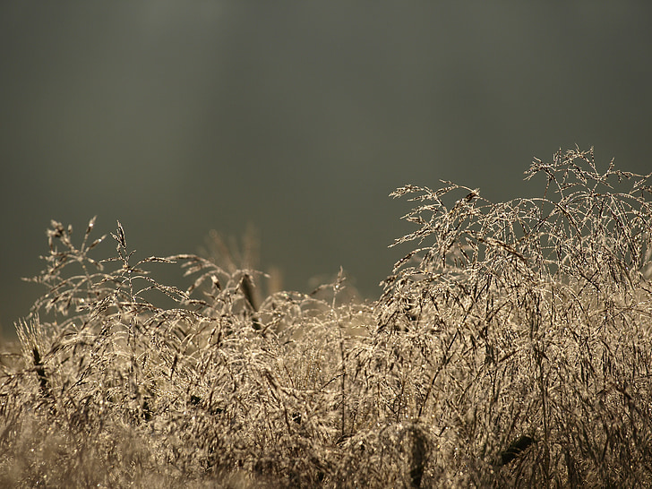 Grass, Deschampsia flexuosa, Natur, Bronze