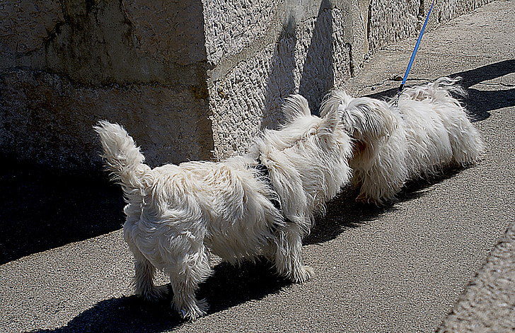Hunde, kleine Hunde, Maltesisch, weißer Hund, weiße Malteser, Rasse, Hunde sind erlaubt