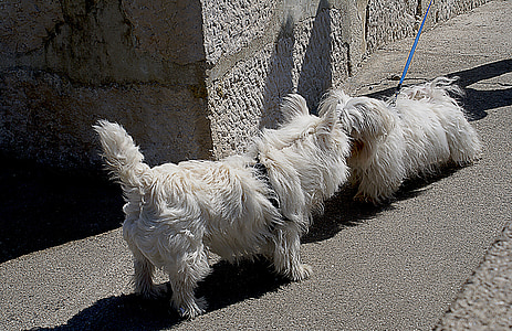 con chó, con chó nhỏ, xứ Man-tơ, con chó màu trắng, tiếng Malta trắng, giống chó, con chó được cho phép