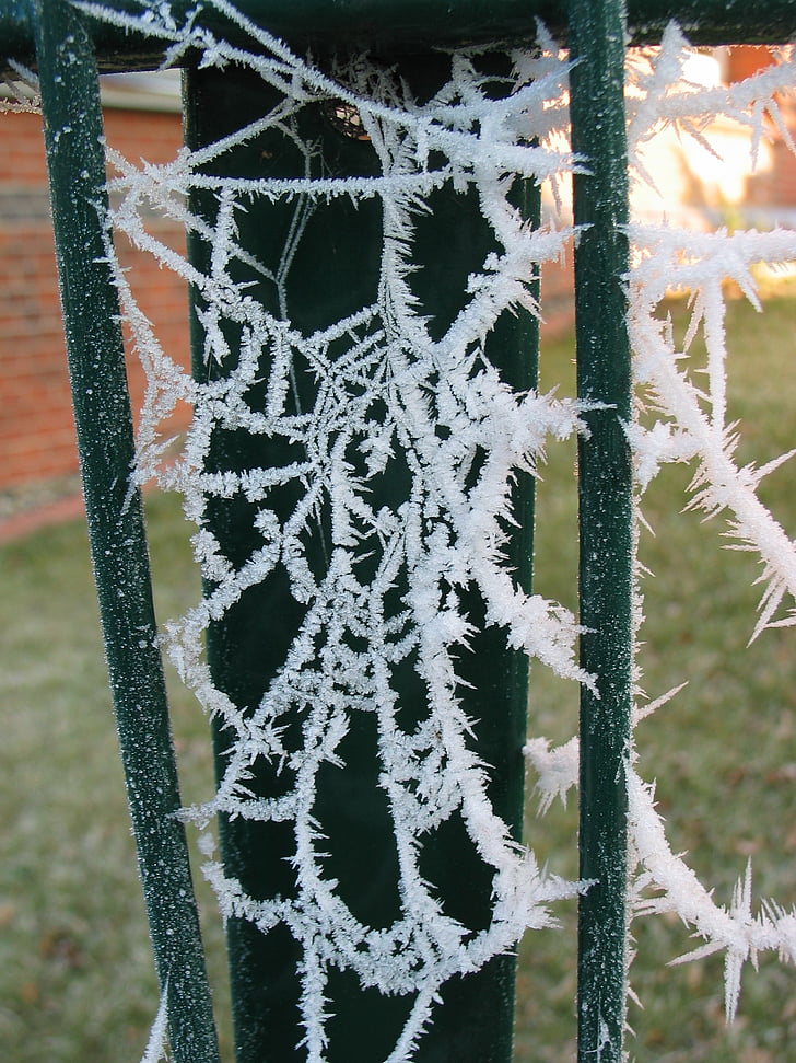 Spinnennetz, Frost, Winter, Kälte, Raureif, Natur, Eis