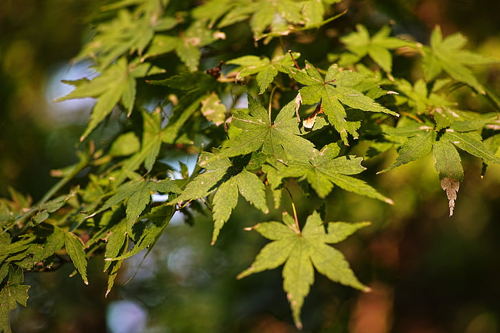 клен, Есен, дървен материал, листа